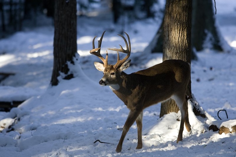 ©TC-Whitetail Bucks snow-D01088-00119.jpg :: 10 PT Whitetail Buck walking through open timber with snow on the ground, head/ears up alert