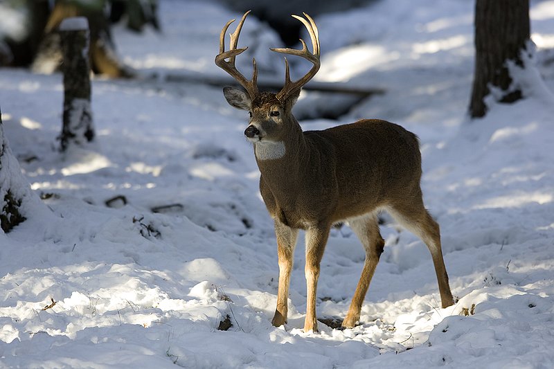 ©TC-Whitetail Bucks snow-D01088-00126.jpg :: 10 PT Whitetail Buck standing in open timber with snow on the ground, head/ears up alert