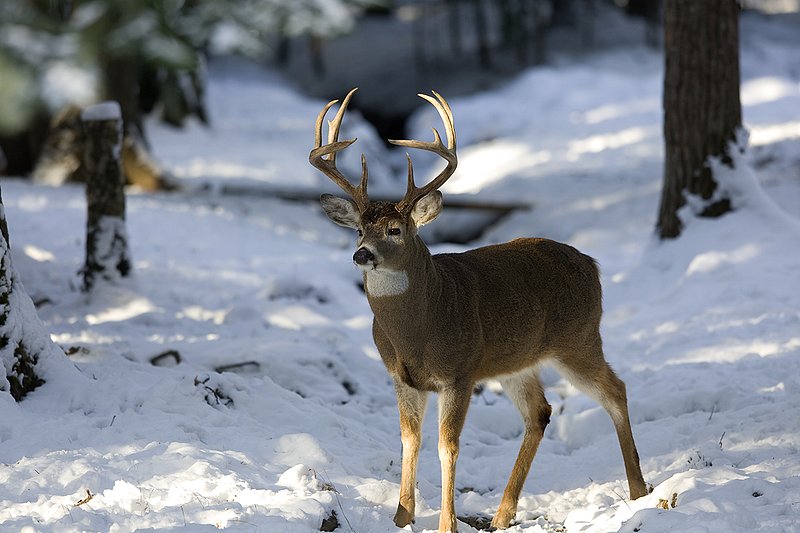 ©TC-Whitetail Bucks snow-D01088-00135.jpg :: 10 PT Whitetail Buck standing in open timber with snow on the ground, head/ears up alert