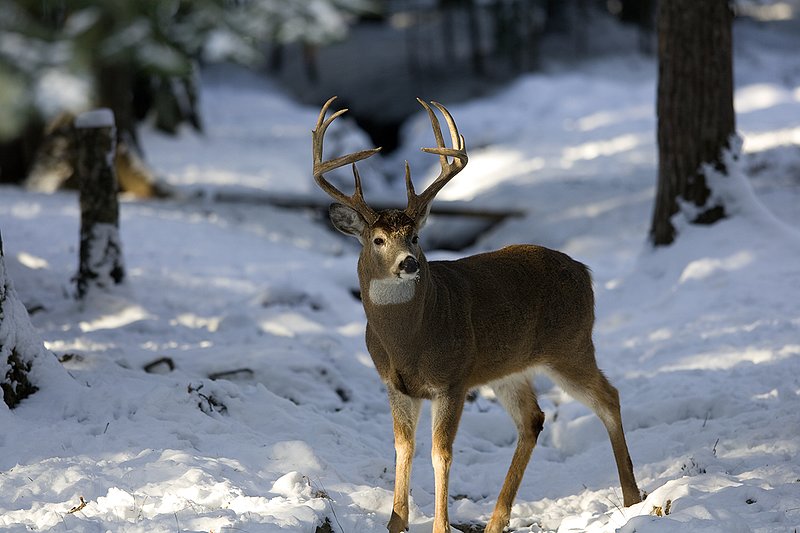 ©TC-Whitetail Bucks snow-D01088-00138.jpg :: 10 PT Whitetail Buck standing in open timber with snow on the ground, head/ears up alert