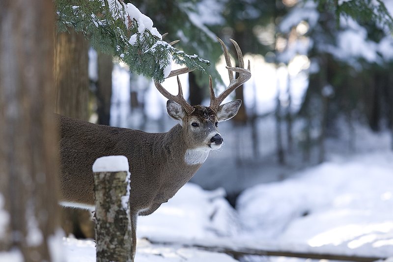 ©TC-Whitetail Bucks snow-D01088-00142.jpg