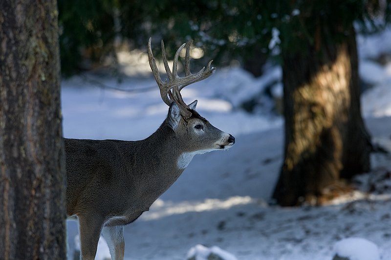 ©TC-Whitetail Bucks snow-D01088-00236.jpg :: 10 PT Whitetail Buck in open timber with snow on the ground, head/ears up alert