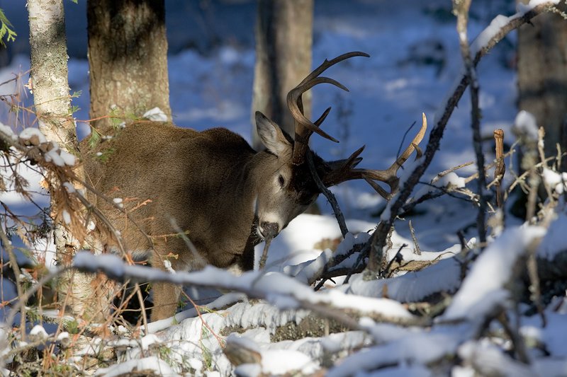 ©TC-Whitetail Bucks snow-D01088-00388.jpg :: 10 PT Whitetail Buck raking tree on ground in open timber with snow on the ground
