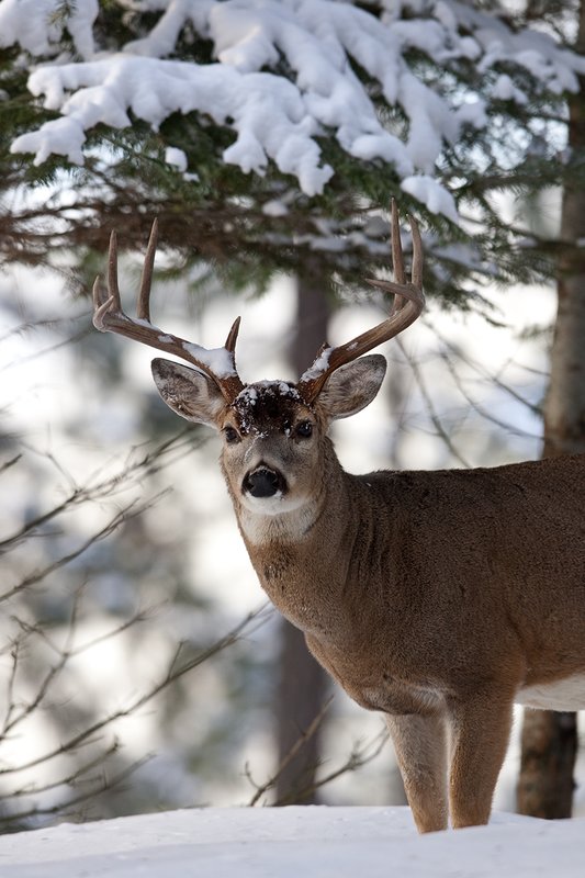 ©TC-Whitetail Bucks snow-D01088-00640.jpg :: Trophy Class 9 pt Whitetail buck alertly standing in snow covered open timber
