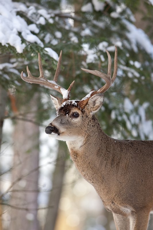 ©TC-Whitetail Bucks snow-D01088-00649.jpg :: Trophy Class 9 pt Whitetail buck alertly standing in snow covered open timber