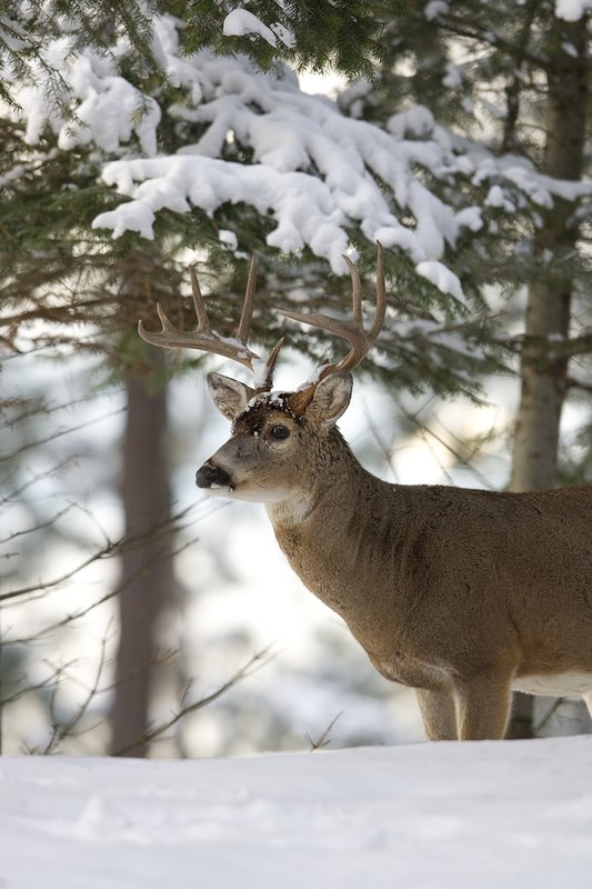 ©TC-Whitetail Bucks snow-D01088-00652.jpg