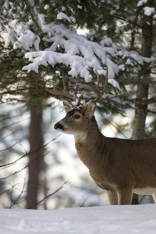 ©TC-Whitetail Bucks snow-D01088-00661.jpg