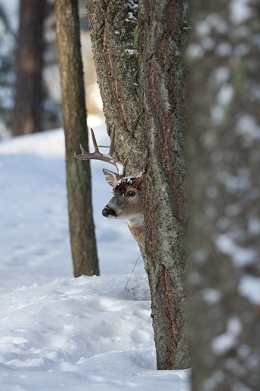 ©TC-Whitetail Bucks snow-D01088-00667.jpg :: Trophy Class 9 pt Whitetail buck alertly peering around trunk of a tree in snow covered open timber