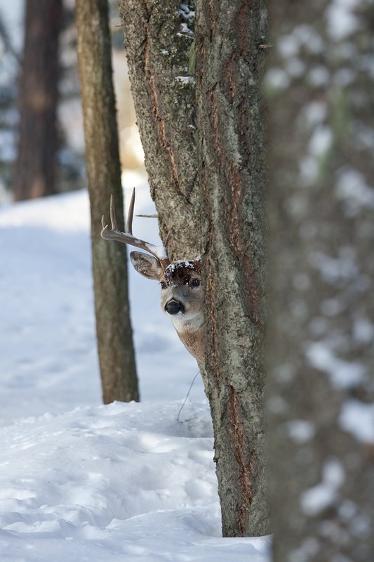 ©TC-Whitetail Bucks snow-D01088-00670.jpg :: Trophy Class 9 pt Whitetail buck alertly peering around trunk of a tree in snow covered open timber