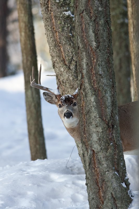 ©TC-Whitetail Bucks snow-D01088-00676.jpg :: Trophy Class 9 pt Whitetail buck alertly peering around trunk of a tree in snow covered open timber