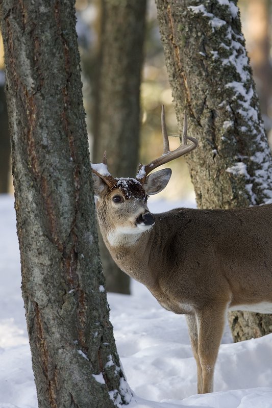 ©TC-Whitetail Bucks snow-D01088-00679.jpg