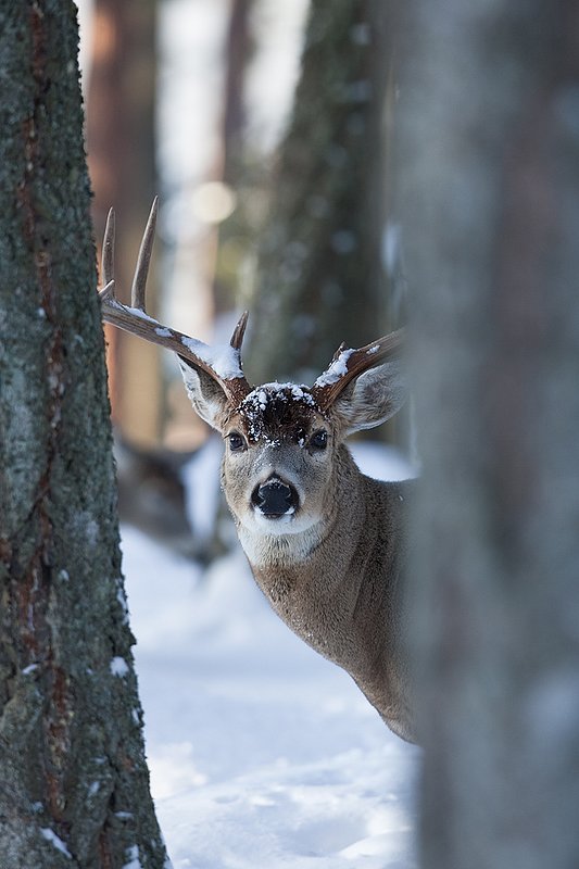©TC-Whitetail Bucks snow-D01088-00682.jpg :: Trophy Class 9 pt Whitetail buck alertly peering around trunk of a tree in snow covered open timber