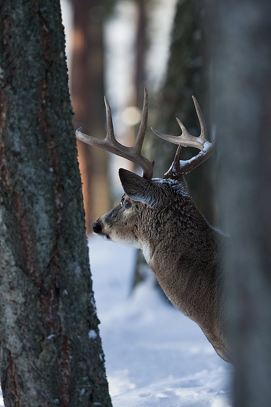 ©TC-Whitetail Bucks snow-D01088-00687.jpg :: Trophy Class 9 pt Whitetail buck alertly peering around trunk of a tree in snow covered open timber