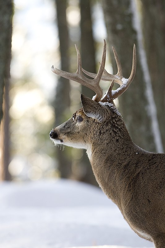 ©TC-Whitetail Bucks snow-D01088-00691.jpg :: Trophy Class 9 pt Whitetail buck alertly standing next to a pine tree in snow covered open timber