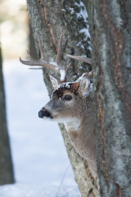 ©TC-Whitetail Bucks snow-D01088-00697.jpg :: Trophy Class 9 pt Whitetail buck alertly peering around trunk of a tree in snow covered open timber