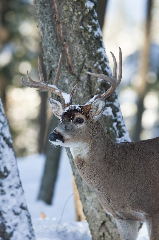 ©TC-Whitetail Bucks snow-D01088-00705.jpg :: Trophy Class 9 pt Whitetail buck alertly standing next to a pine tree in snow covered open timber