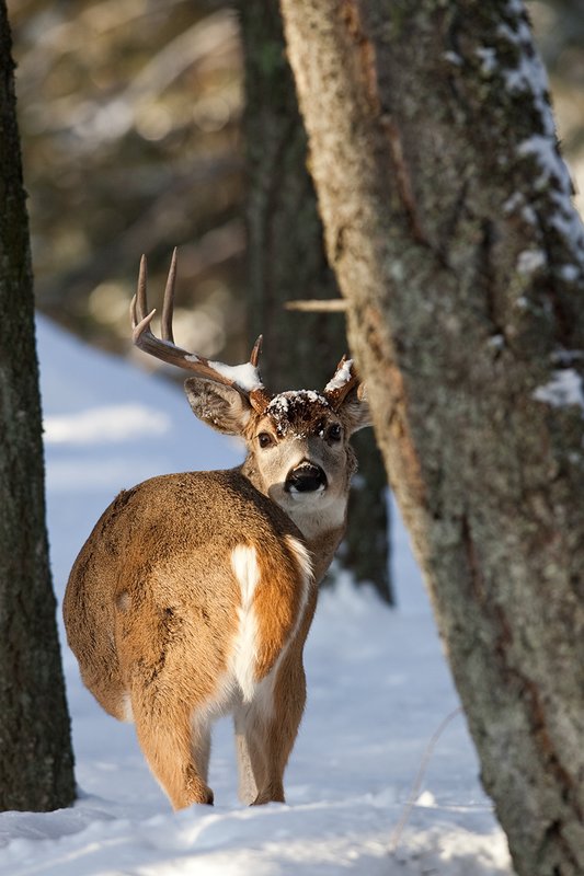 ©TC-Whitetail Bucks snow-D01088-00715.jpg :: Trophy Class 9 pt Whitetail buck alertly looking back over his shoulder checking his backtrail in snow covered open timber