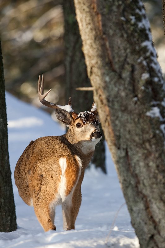 ©TC-Whitetail Bucks snow-D01088-00721.jpg :: Trophy Class 9 pt Whitetail buck alertly looking back over his shoulder checking his backtrail in snow covered open timber