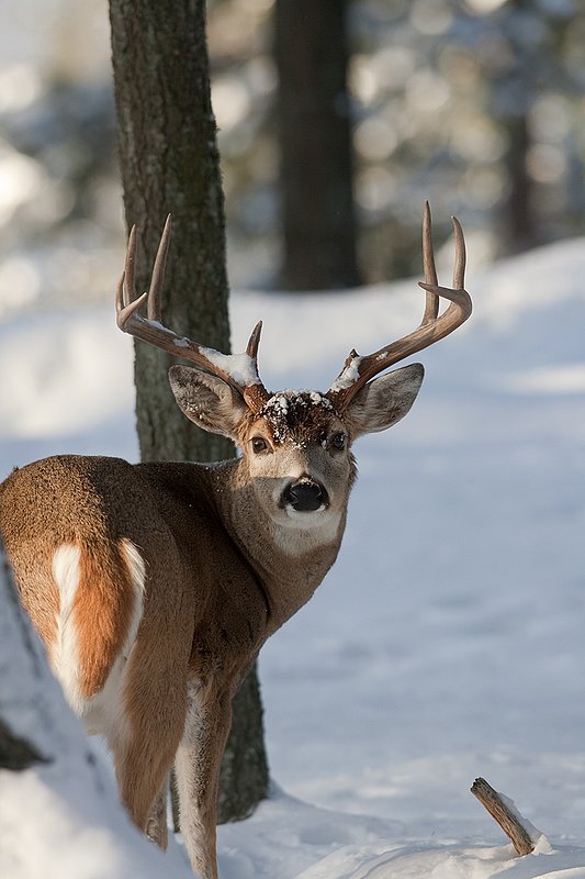 ©TC-Whitetail Bucks snow-D01088-00727.jpg :: Trophy Class 9 pt Whitetail buck alertly looking back over his shoulder checking his backtrail in snow covered open timber