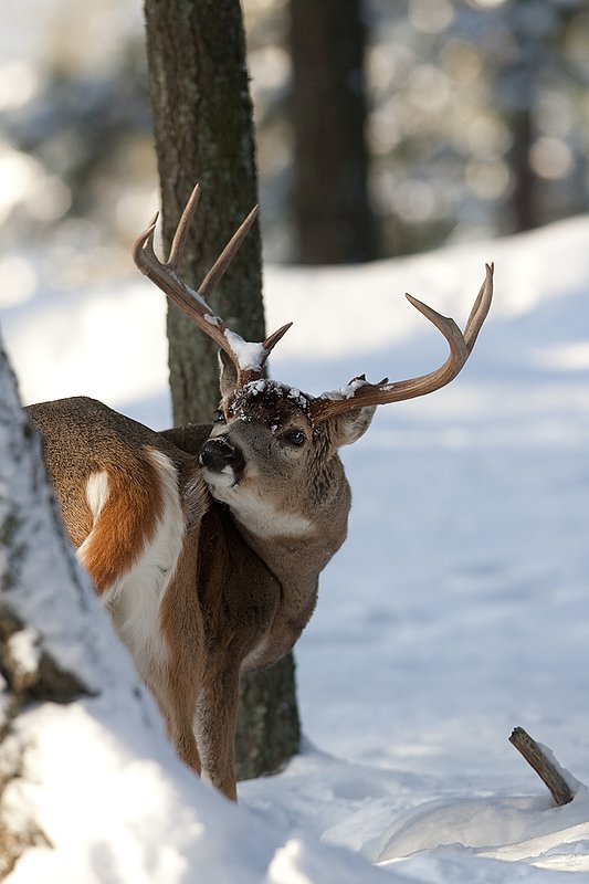 ©TC-Whitetail Bucks snow-D01088-00732.jpg :: Trophy Class 9 pt Whitetail buck alertly looking back over his shoulder scratching his hind quarter whil watchin his backtrail in snow covered open timber