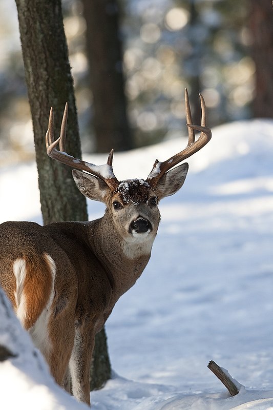 ©TC-Whitetail Bucks snow-D01088-00739.jpg :: Trophy Class 9 pt Whitetail buck alertly looking back over his shoulder checking his backtrail in snow covered open timber
