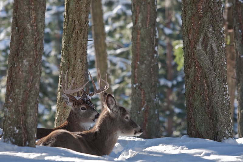 ©TC-Whitetail Bucks snow-D01088-01345.jpg :: Trophy Class 11 pt Whitetail buck bedded down in snow covered open timber with a doe