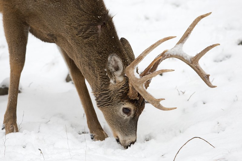 ©TC-Whitetail Bucks snow-D01088-01438.jpg :: Tall wide Trophy Class 10PT Whitetail Buck feeding on grass sticking out of a freshly fallen snow
