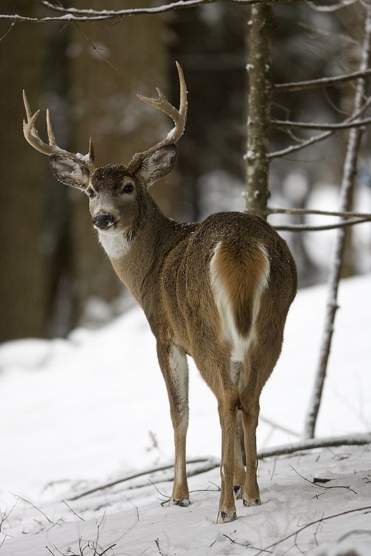 ©TC-Whitetail Bucks snow-D01088-01451.jpg :: 9PT Whitetail Buck alertly looking back over his shoulder standing in open timber after a snowfall