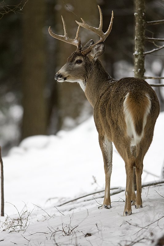 ©TC-Whitetail Bucks snow-D01088-01458.jpg :: 9PT Whitetail Buck alertly looking back over his shoulder standing in open timber after a snowfall