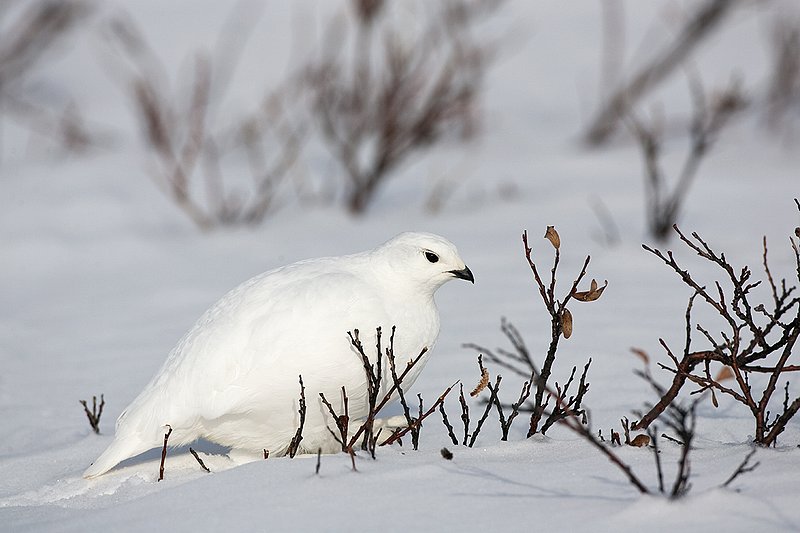 ©TC-Whitetail Ptarmigan (W)-D00765-00222.jpg :: Whitetail Ptarmigan (Winter Plumage/Color Phase) atop snow in willows peeking above the snow pack