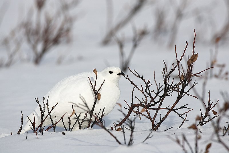 ©TC-Whitetail Ptarmigan (W)-D00765-00227.jpg :: Whitetail Ptarmigan (Winter Plumage/Color Phase) atop snow in willows peeking above the snow pack
