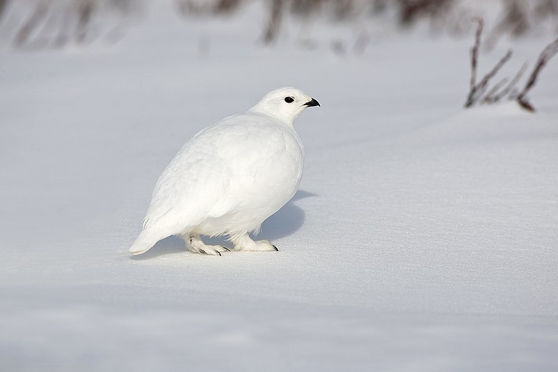 ©TC-Whitetail Ptarmigan (W)-D00765-00231.jpg :: Whitetail Ptarmigan (Winter Plumage/Color Phase) atop snow in willows peeking above the snow pack