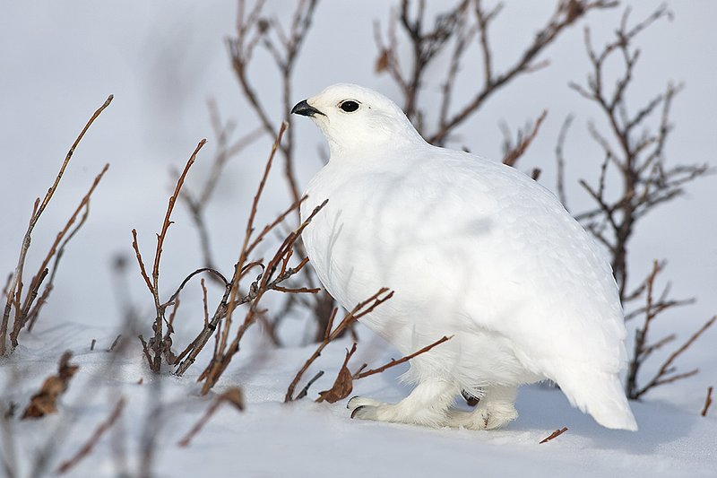 ©TC-Whitetail Ptarmigan (W)-D00765-00233.jpg :: Whitetail Ptarmigan (Winter Plumage/Color Phase) atop snow in willows peeking above the snow pack