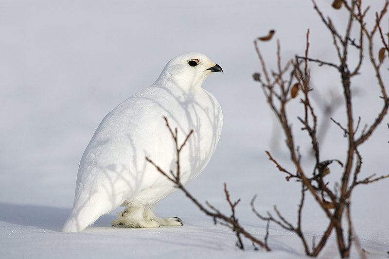 ©TC-Whitetail Ptarmigan (W)-D00765-00234.jpg :: Whitetail Ptarmigan (Winter Plumage/Color Phase) atop snow in willows peeking above the snow pack
