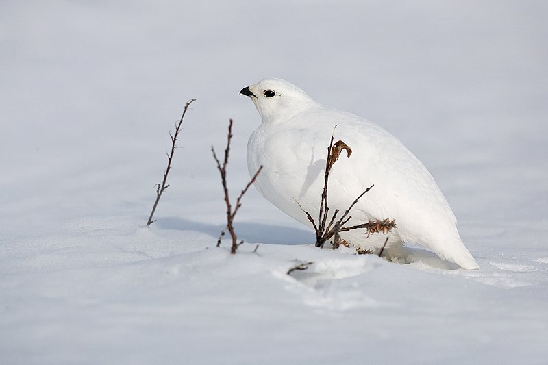 ©TC-Whitetail Ptarmigan (W)-D00765-00237.jpg :: Whitetail Ptarmigan (Winter Plumage/Color Phase) atop snow in willows peeking above the snow pack
