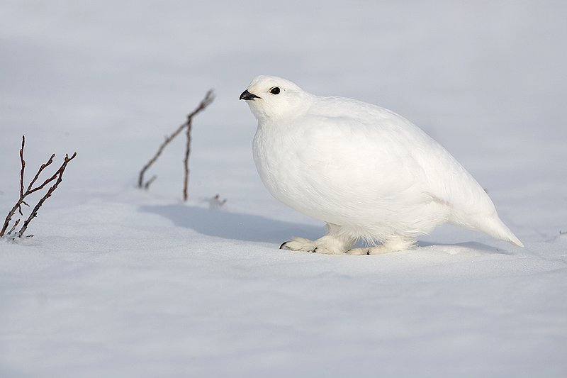 ©TC-Whitetail Ptarmigan (W)-D00765-00240.jpg :: Whitetail Ptarmigan (Winter Plumage/Color Phase) atop snow in willows peeking above the snow pack