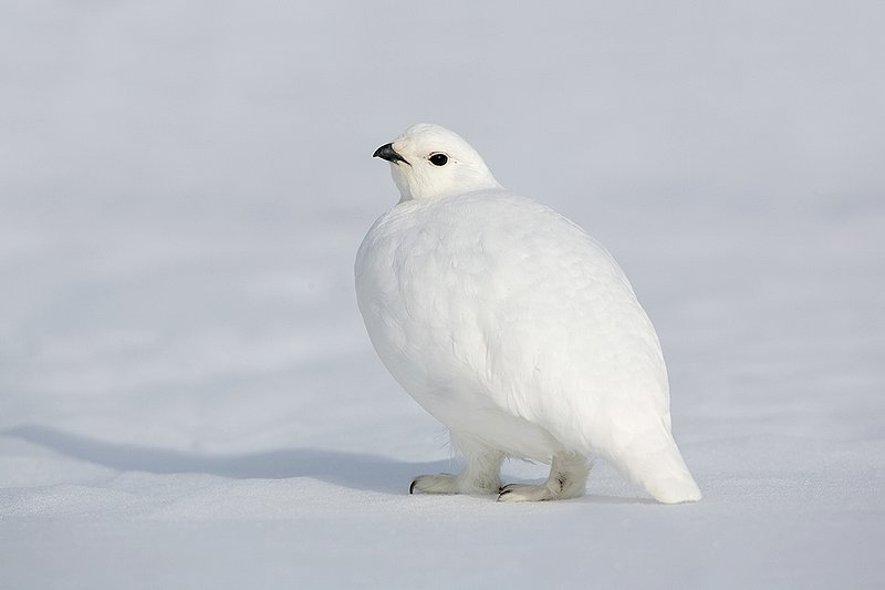 ©TC-Whitetail Ptarmigan (W)-D00765-00243.jpg :: Whitetail Ptarmigan (Winter Plumage/Color Phase) atop snow pack with tips of willows peeking above the snow pack