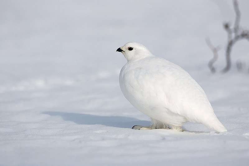 ©TC-Whitetail Ptarmigan (W)-D00765-00247.jpg :: Whitetail Ptarmigan (Winter Plumage/Color Phase) atop snow pack with tips of willows peeking above the snow pack