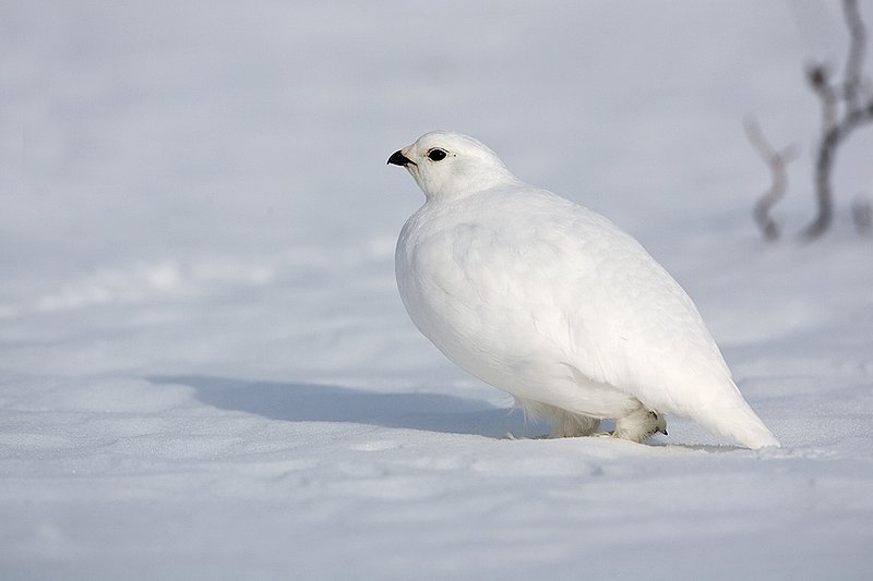 ©TC-Whitetail Ptarmigan (W)-D00765-00249.jpg :: Whitetail Ptarmigan (Winter Plumage/Color Phase) atop snow pack with tips of willows peeking above the snow pack