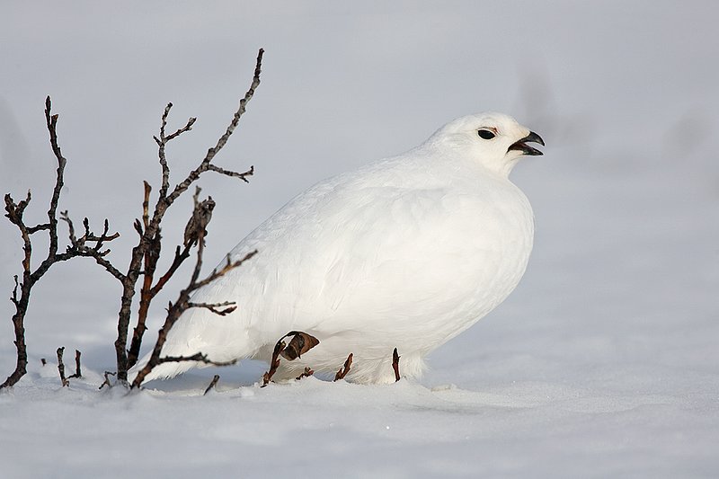 ©TC-Whitetail Ptarmigan (W)-D00765-00255.jpg :: Whitetail Ptarmigan (Winter Plumage/Color Phase) atop snow pack with tips of willows peeking above the snow pack