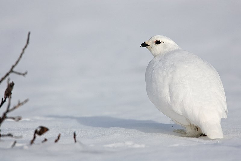 ©TC-Whitetail Ptarmigan (W)-D00765-00258.jpg :: Whitetail Ptarmigan (Winter Plumage/Color Phase) atop snow pack with tips of willows peeking above the snow pack