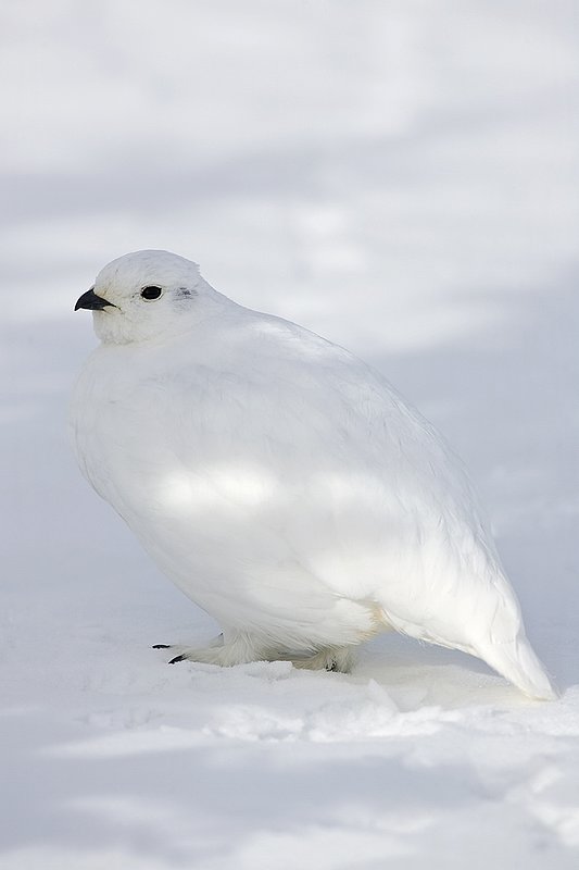©TC-Whitetail Ptarmigan (W)-D00765-00264.jpg :: Whitetail Ptarmigan (Winter Plumage/Color Phase) standing atoop snow with feathers puffed up to retain heat in body
