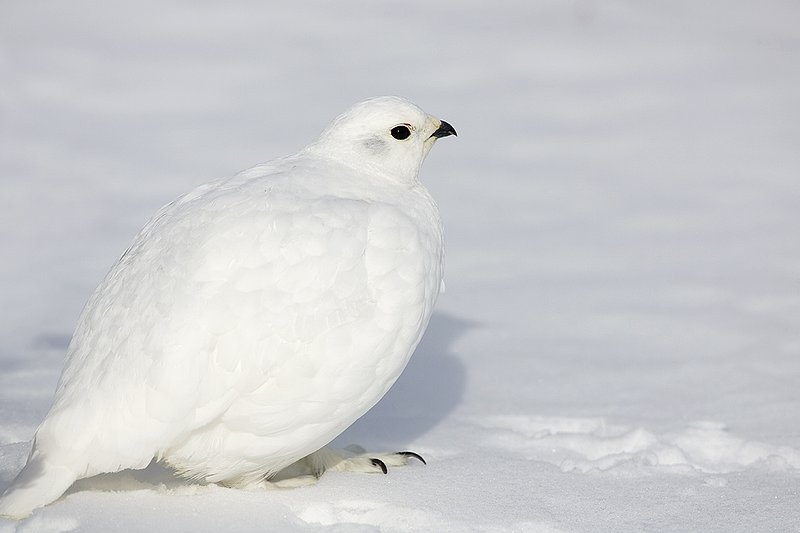 ©TC-Whitetail Ptarmigan (W)-D00765-00266.jpg :: Whitetail Ptarmigan (Winter Plumage/Color Phase) standing atoop snow with feathers puffed up to retain heat in body