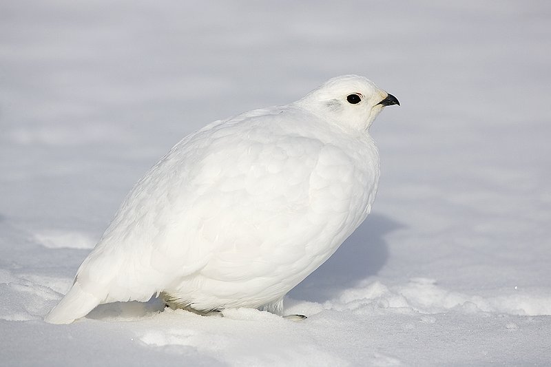 ©TC-Whitetail Ptarmigan (W)-D00765-00269.jpg :: Whitetail Ptarmigan (Winter Plumage/Color Phase) standing atoop snow with feathers puffed up to retain heat in body
