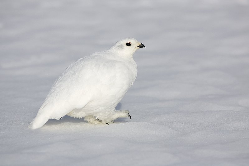©TC-Whitetail Ptarmigan (W)-D00765-00272.jpg :: Whitetail Ptarmigan (Winter Plumage/Color Phase) standing atoop snow with feathers puffed up to retain heat in body