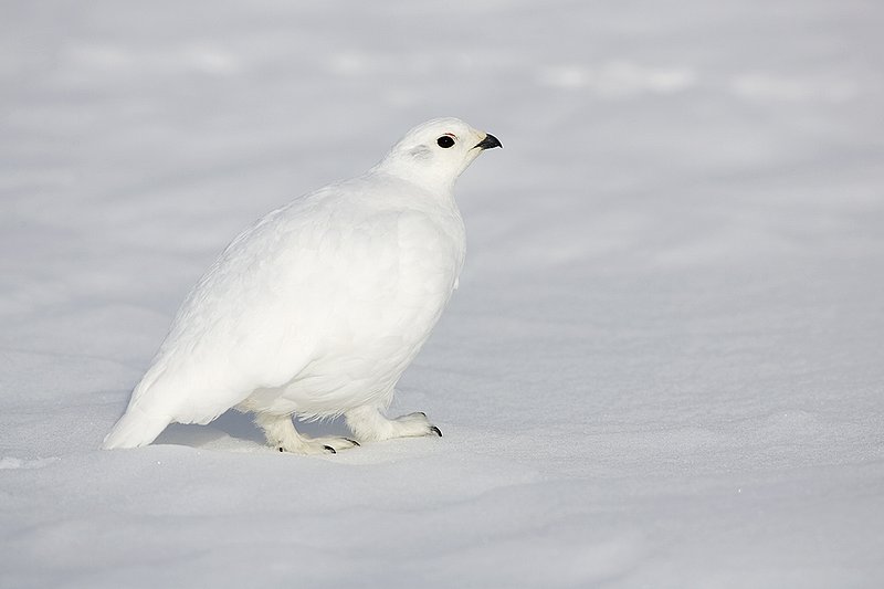 ©TC-Whitetail Ptarmigan (W)-D00765-00276.jpg :: Whitetail Ptarmigan (Winter Plumage/Color Phase) standing atoop snow with feathers puffed up to retain heat in body