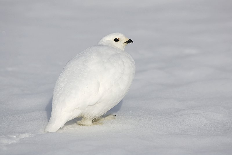 ©TC-Whitetail Ptarmigan (W)-D00765-00285.jpg :: Whitetail Ptarmigan (Winter Plumage/Color Phase) standing atoop snow with feathers puffed up to retain heat in body