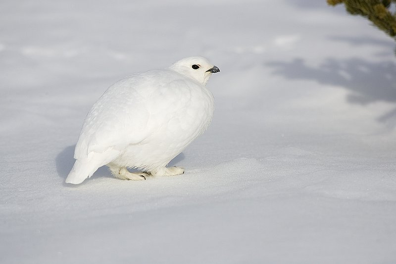 ©TC-Whitetail Ptarmigan (W)-D00765-00293.jpg :: Whitetail Ptarmigan (Winter Plumage/Color Phase) standing atoop snow with feathers puffed up to retain heat in body