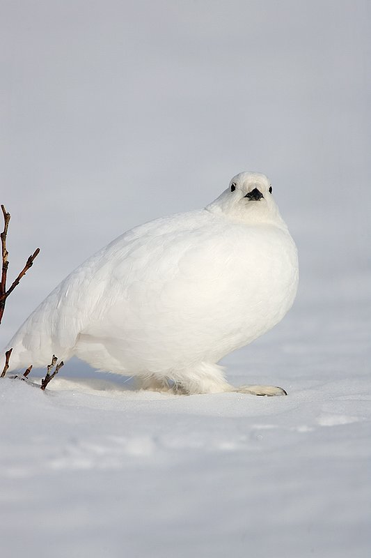 ©TC-Whitetail Ptarmigan (W)-D00765-00294.jpg :: Whitetail Ptarmigan (Winter Plumage/Color Phase) standing atoop snow with feathers puffed up to retain heat in body