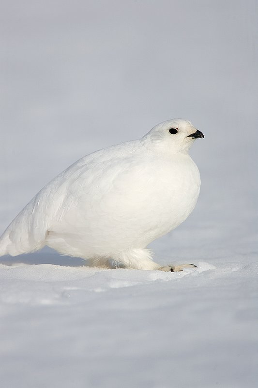 ©TC-Whitetail Ptarmigan (W)-D00765-00297.jpg :: Whitetail Ptarmigan (Winter Plumage/Color Phase) standing atoop snow with feathers puffed up to retain heat in body